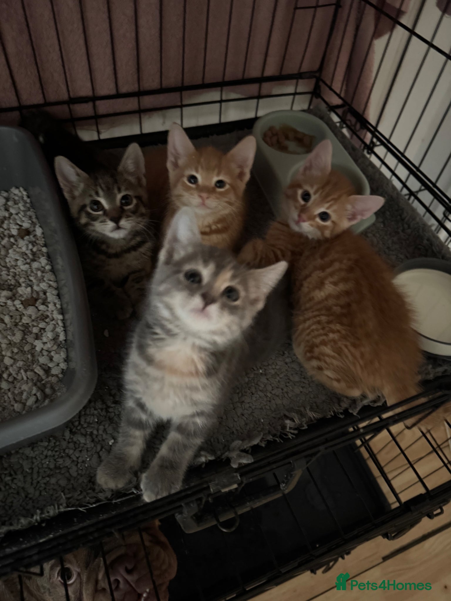 American Shorthair cats for sale: Ready To Leave Today please read full advert pleas - Advert 13