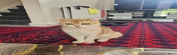 British Shorthair cats for sale: Shogai (British Shorthair) - Advert 7