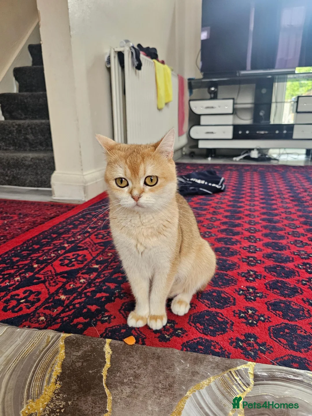 British Shorthair cats for sale: Shogai (British Shorthair) - Advert 7
