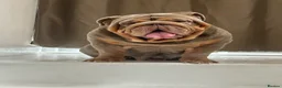 English Bulldog dogs for stud: Gallardo the proven stud full suit lilac and tan in Rochdale - Advert 9