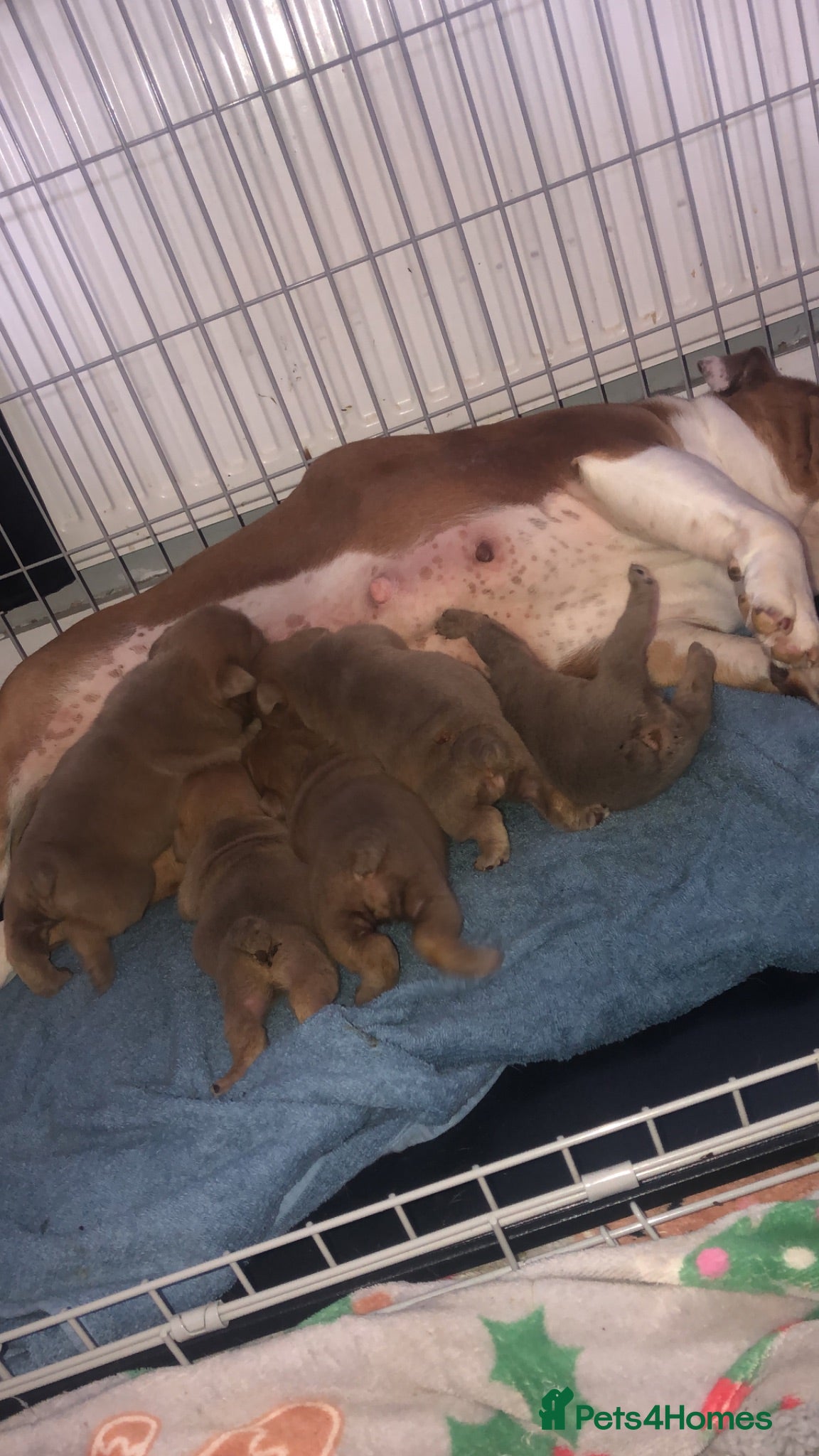 English Bulldog dogs Beautiful litter of English/British Bulldogs - Advert 4