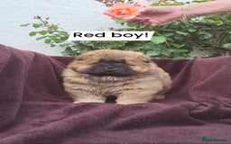 Chow Chow dogs for sale: Chow Chow Puppy 1 - 5 star KC registered Chow Chow puppies - Image 13