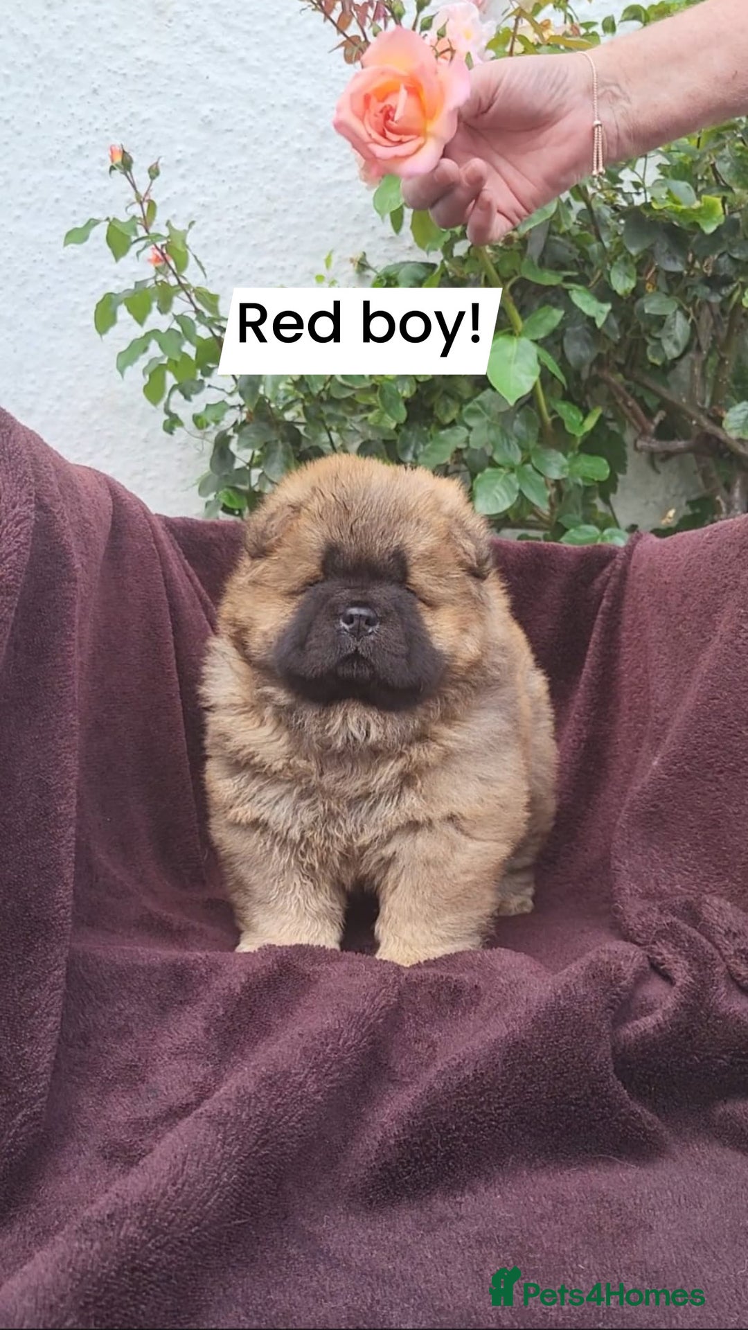 Chow Chow dogs for sale: Chow Chow Puppy 1 - 5 star KC registered Chow Chow puppies - Image 13