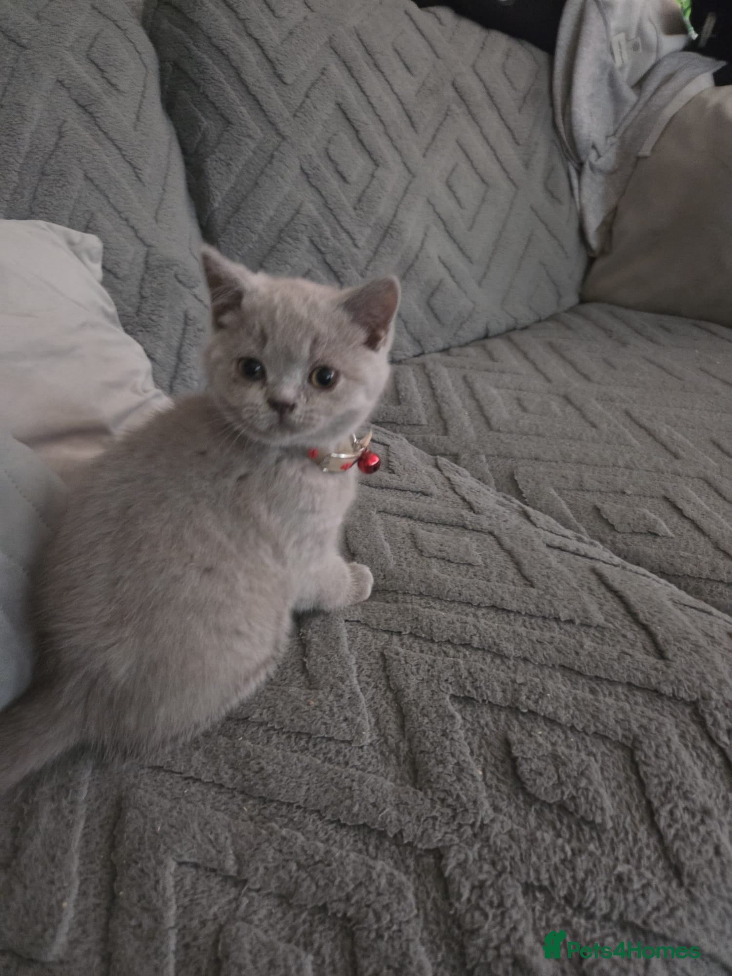 British Shorthair cats BSH lilac kittens 2 male 2 femal ready now. - Advert 2