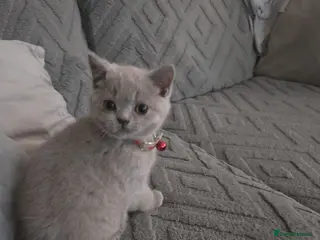 British Shorthair cats BSH lilac kittens 2 male 2 femal ready now. - Advert 1