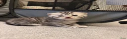 Scottish Fold cats for sale: Scottish Fold Kittens for Sale - Advert 7