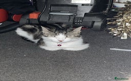 Tibetan cats for sale: Buffy - Image 3