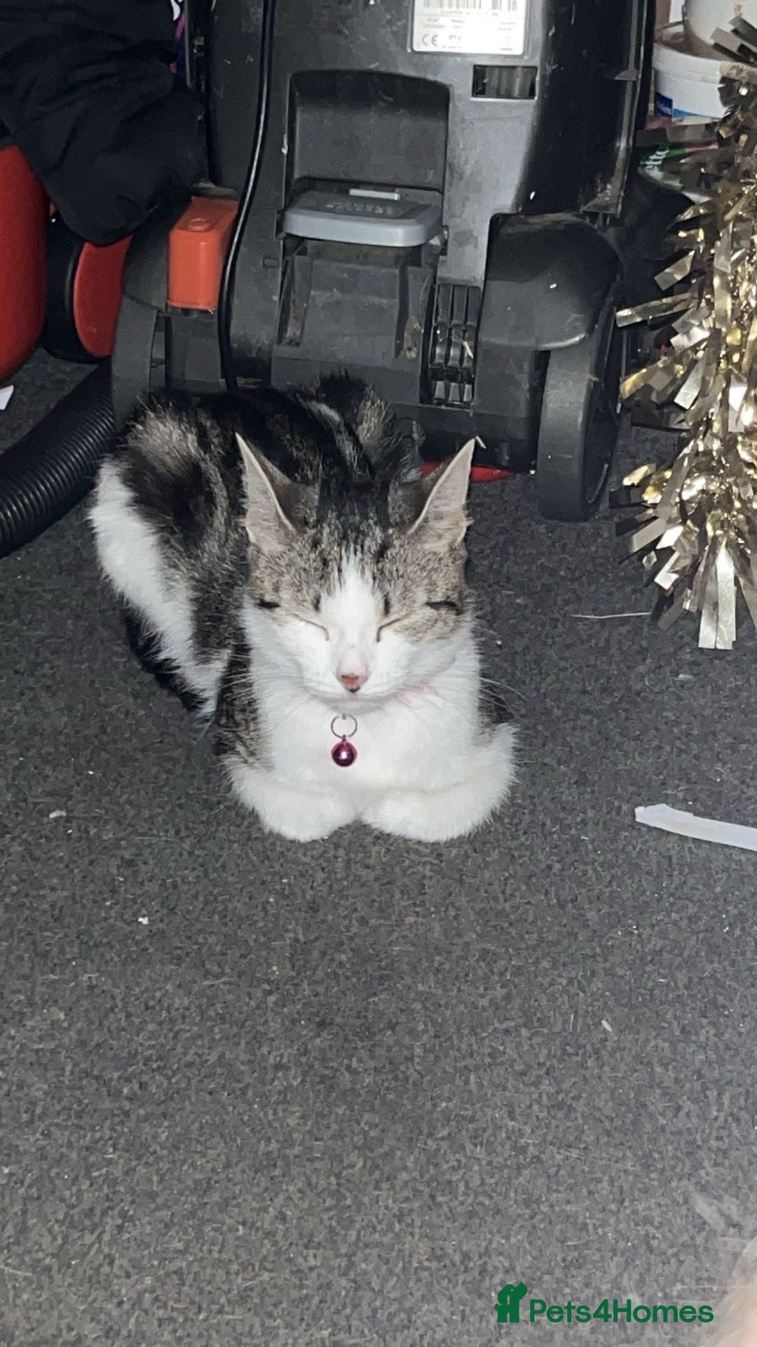 Tibetan cats for sale: Buffy - Image 3