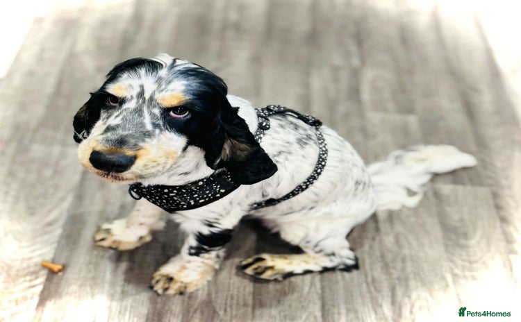 Cocker Spaniel dogs - Advert 5