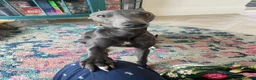 Whippet dogs for stud: "Beau" - Stunning blue whippet - New to stud in Preston - Advert 4