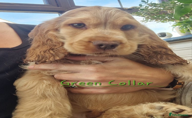 Cocker Spaniel dogs - Advert 16