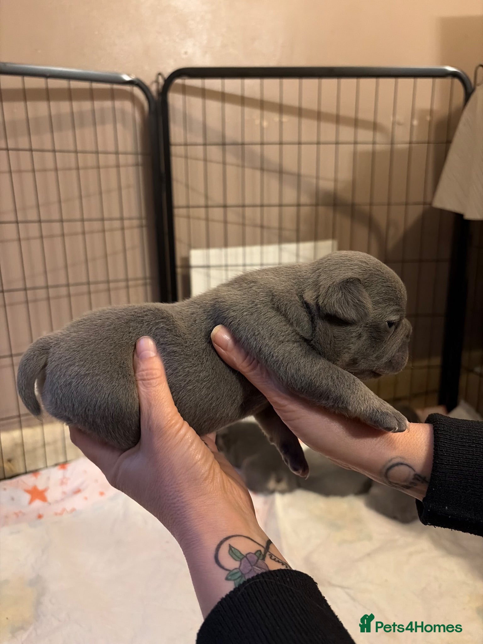 French Bulldog dogs for sale: French bulldog puppies  - Advert 19