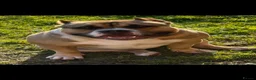 American Bully dogs for sale: RemiXzorro breeding  - Advert 2