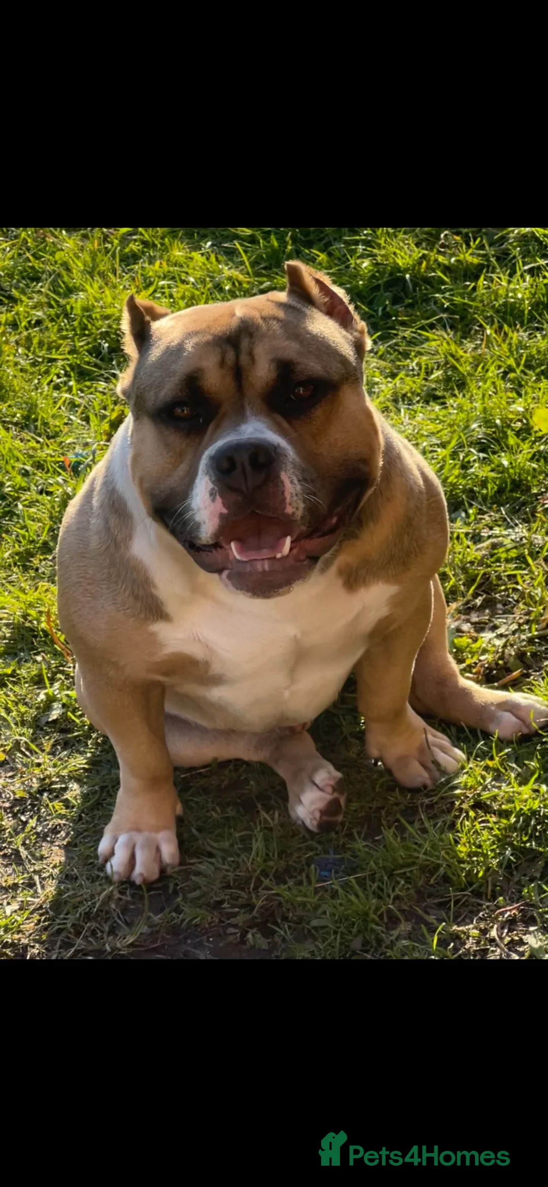 American Bully dogs for sale: RemiXzorro breeding  - Advert 2