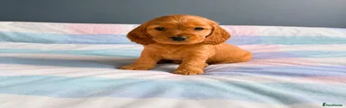 Cocker Spaniel 2