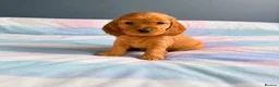 Cocker Spaniel dogs for sale: Cocker spaniel puppies in London - Advert 2