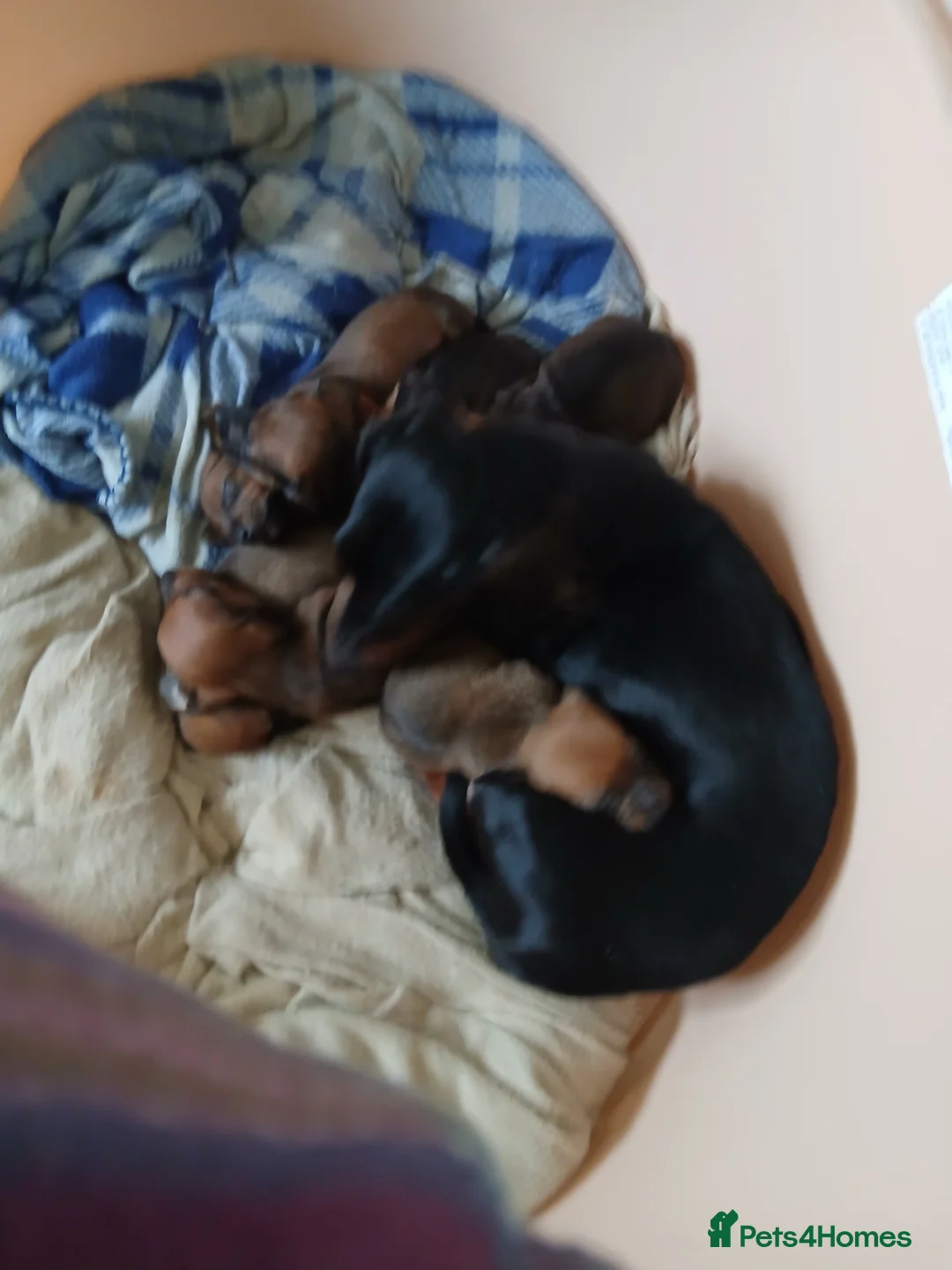 Dachshund dogs for sale: Dachshund puppies - Advert 2