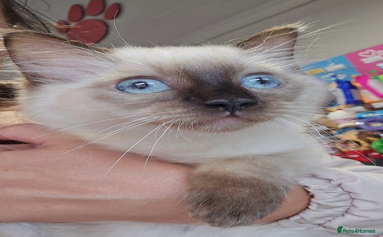 Ragdoll cats - Advert 1