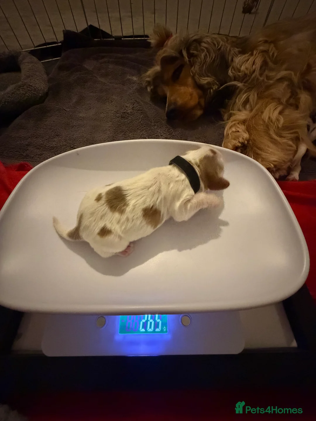 Cocker Spaniel dogs for sale: Showtype Cocker spaniel pups KC registered  - Advert 34