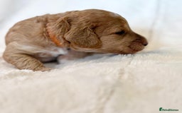 Cockapoo dogs for sale: F1b Miniature Cockapoo Pups Fully Health Tested - Advert 29