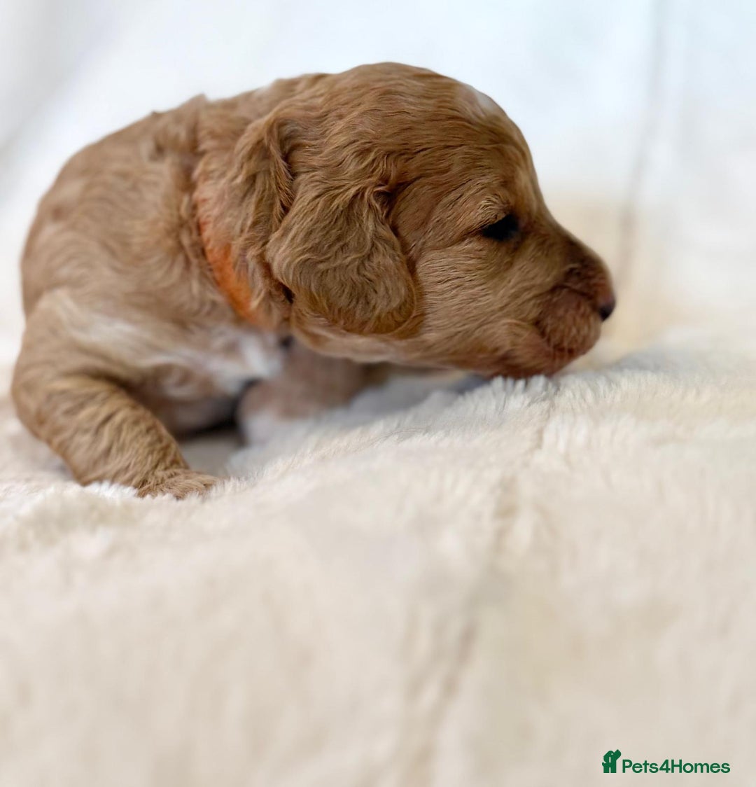 Cockapoo dogs for sale: F1b Miniature Cockapoo Pups Fully Health Tested - Advert 29
