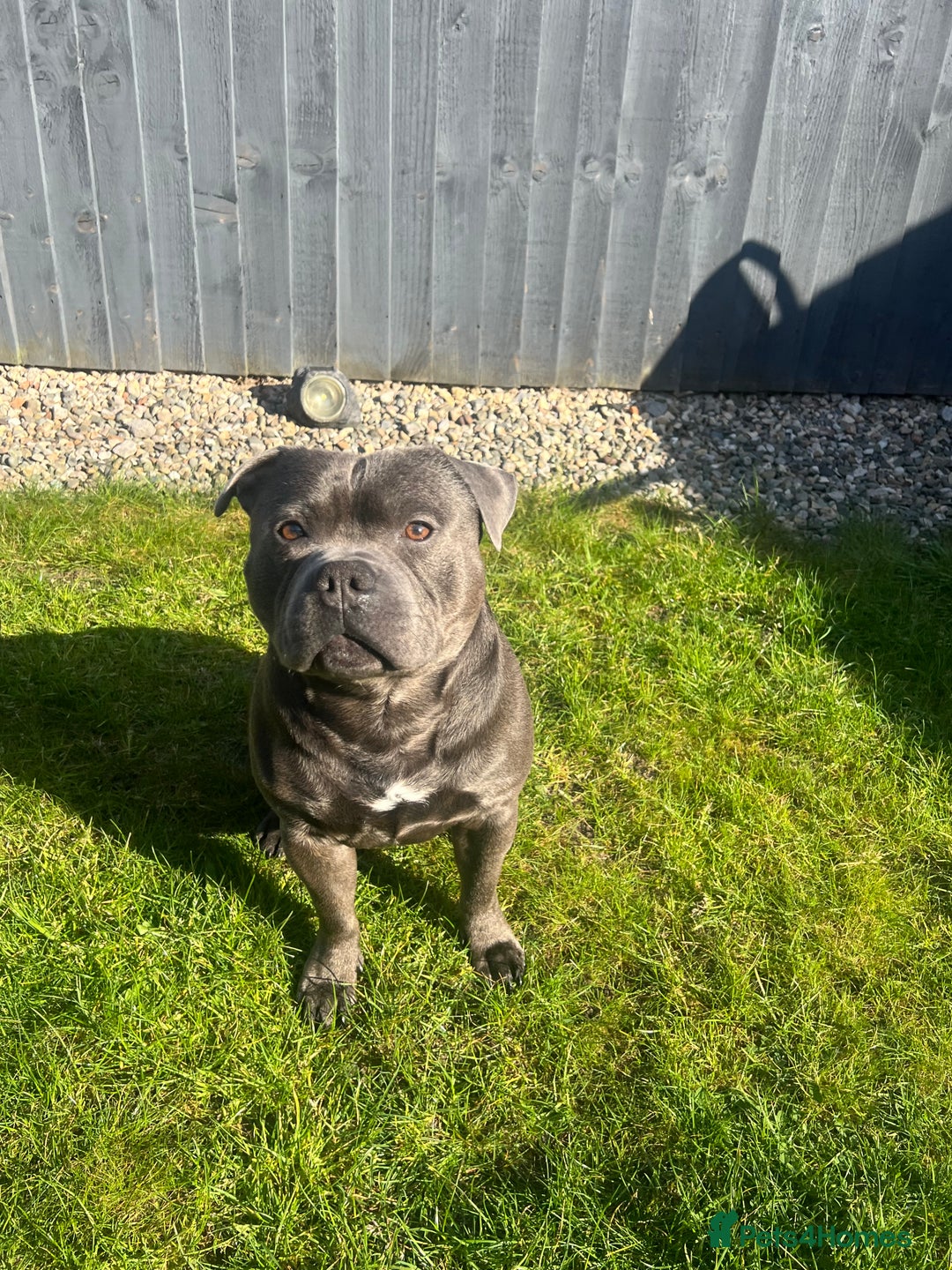 Staffordshire Bull Terrier dogs for stud: DELAMERES BLU THUNDER - Sully in Newton-le-Willows - Image 1