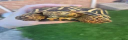 Tortoise reptiles for sale: MALE INDIAN STAR TORTOISE  in Newcastle upon Tyne - Advert 4