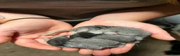 Chinchilla rodents for sale: 3 adorable chinchillas  - Advert 7