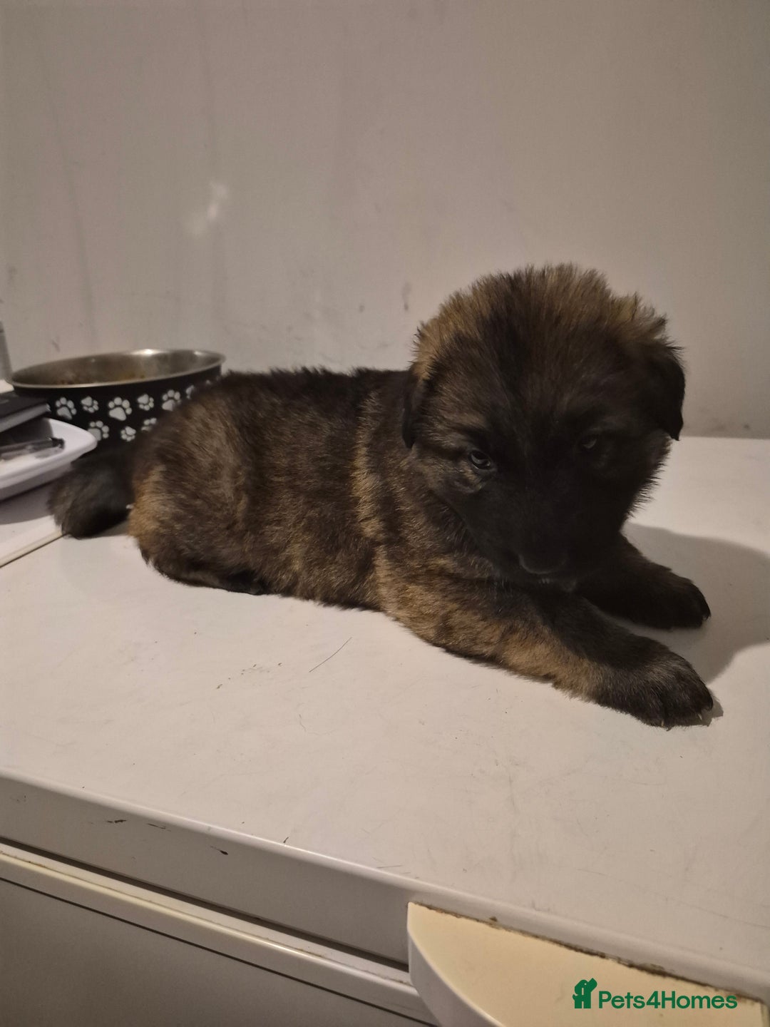 German Shepherd dogs for sale: 8 beautiful GSD puppies for sale  - Advert 15