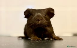 Guinea Pig rodents for sale: Boys and girls  - Image 13