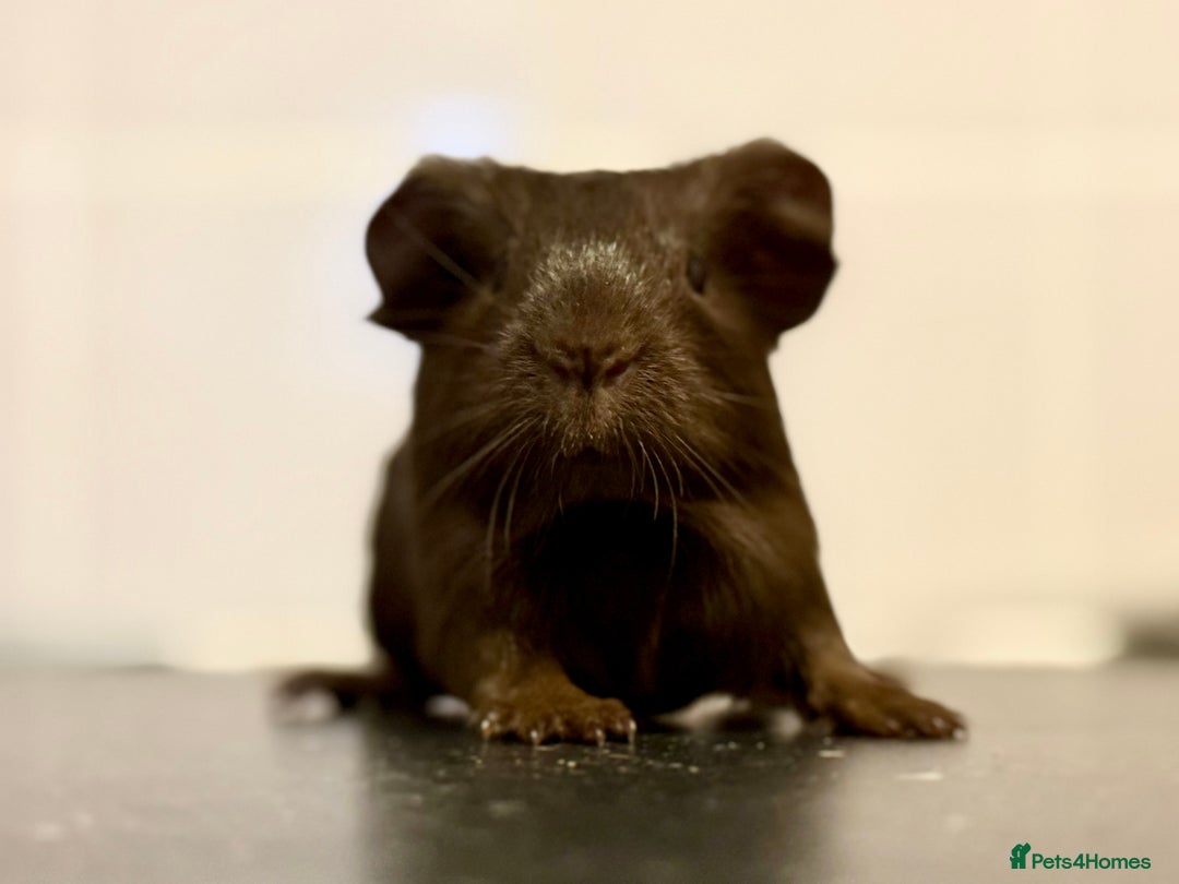 Guinea Pig rodents for sale: Boys and girls  - Image 13