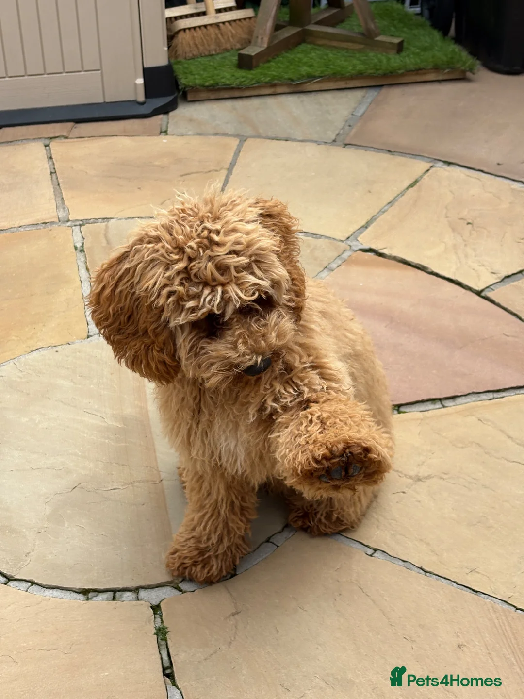 Maltipoo dogs for sale: Piper - Advert 2