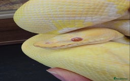 Python Snake reptiles for sale: Albino Enchi Royal Python (aka Ball Python) - Image 13