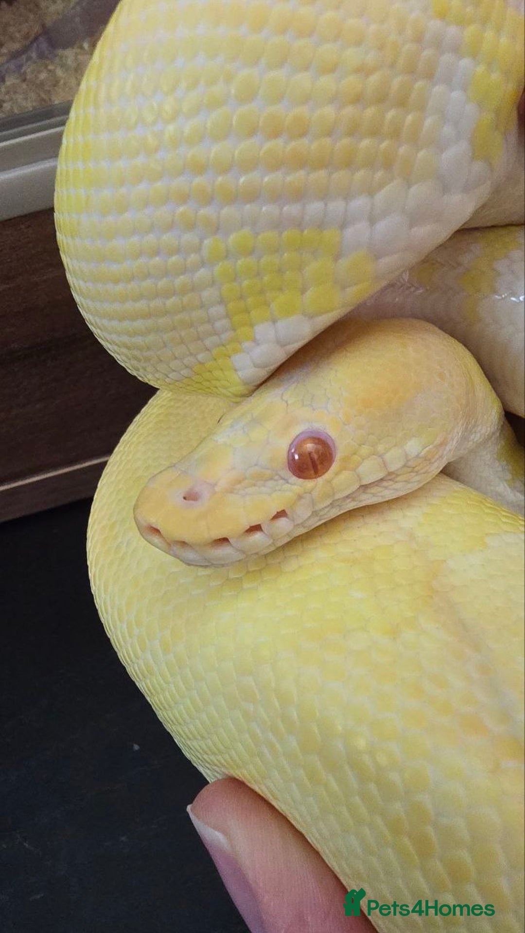 Python Snake reptiles for sale: Albino Enchi Royal Python (aka Ball Python) - Image 13