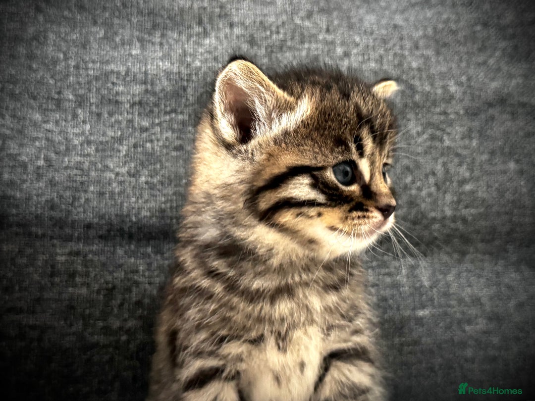 Mixed Breed cats for sale: 🌟 Exquisite Ragdoll × Bengal Kittens 🌟 - Advert 3