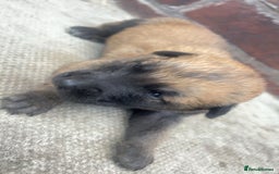 Belgian Shepherd Dog dogs for sale: Stunning Pure Belgian Malinois Pups - Image 9