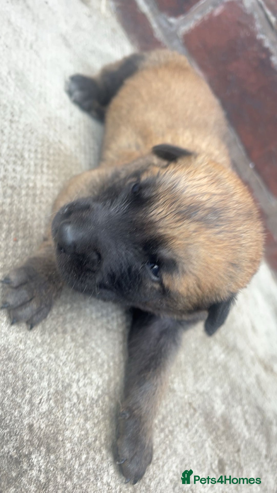Belgian Shepherd Dog dogs for sale: Stunning Pure Belgian Malinois Pups - Image 9