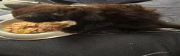 British Longhair cats for sale: Female black kitten - Advert 6