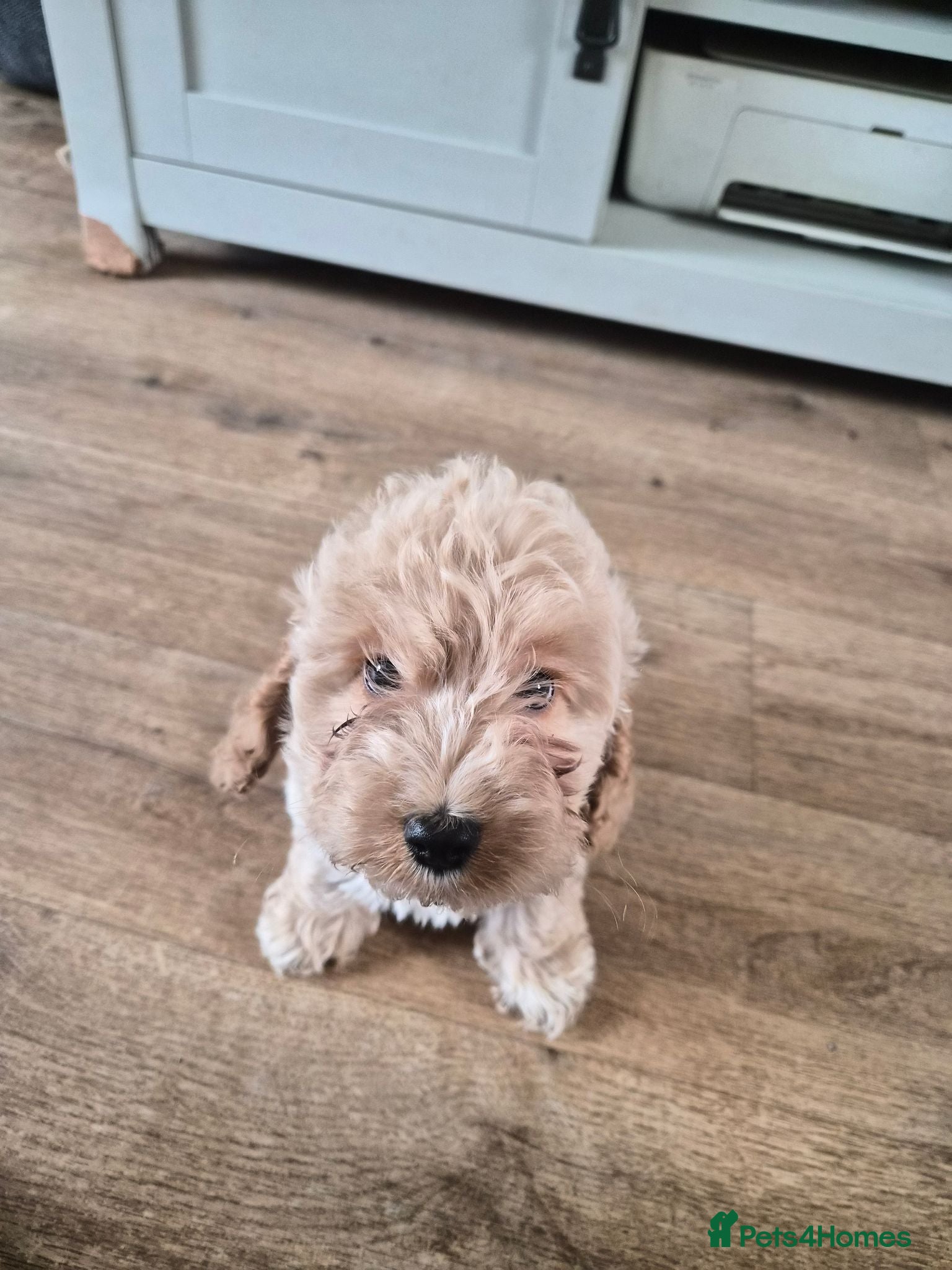 Cockapoo dogs F1 Cockerpoos  - Advert 9