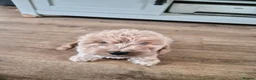 Cockapoo dogs for sale: F1 Cockerpoos  - Advert 3