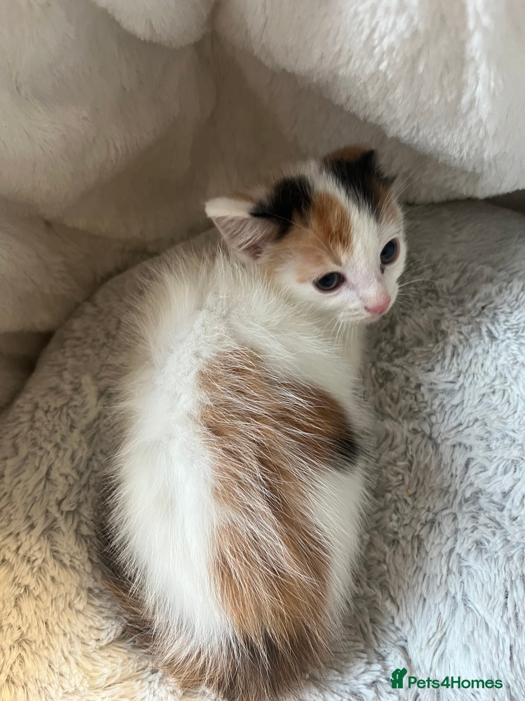 Mixed Breed cats for sale: 🐾 8 week Beautiful Girl Kitten - Advert 4
