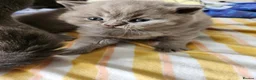 British Shorthair cats for sale: Hurry only  girl left Brithish shorthair kittens  - Advert 11
