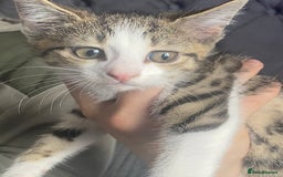 Mixed Breed cats for sale: 10 weeks old kittens ready to leave  - Image 10