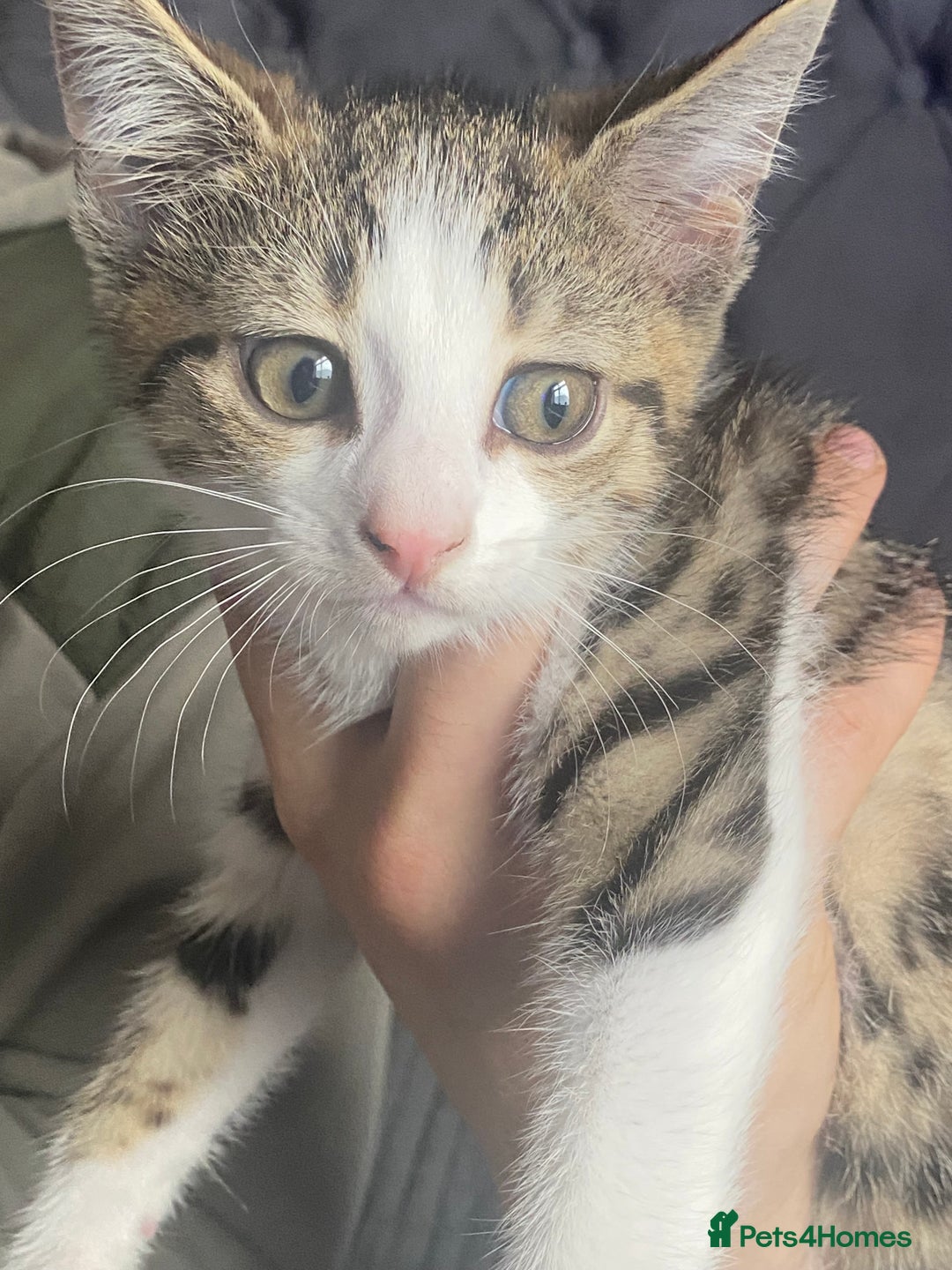 Mixed Breed cats for sale: 10 weeks old kittens ready to leave  - Image 10