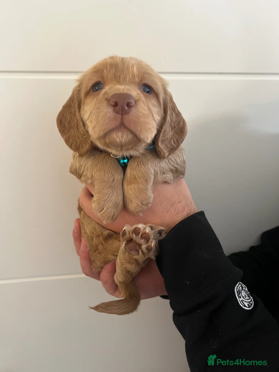 Cocker Spaniel dogs for sale: Purebred cocker spaniel puppies available  - Advert 1