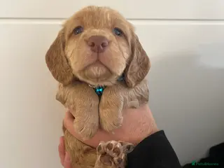 Cocker Spaniel dogs for sale: Purebred cocker spaniel puppies available - Advert 1