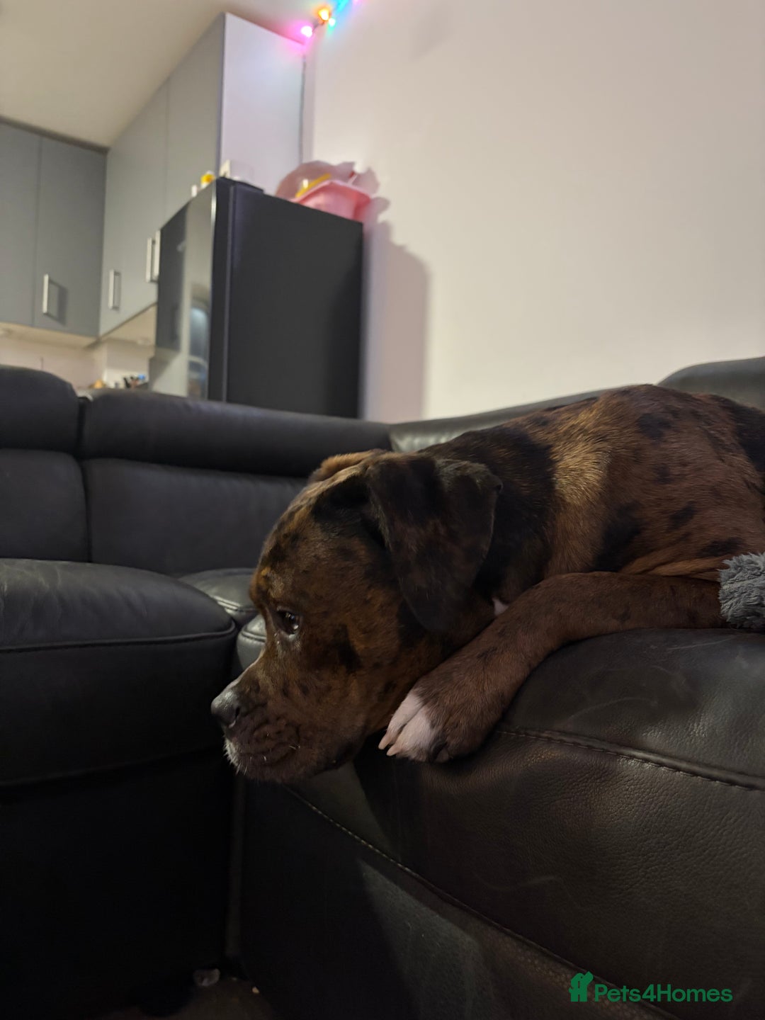 Mixed Breed dogs for sale: Ruby  - Advert 2