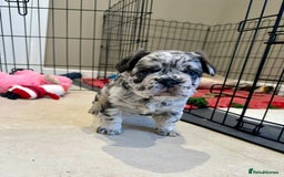 French Bulldog dogs for sale: Visual Fluffy French Bulldogs x 4 Male - Advert 32
