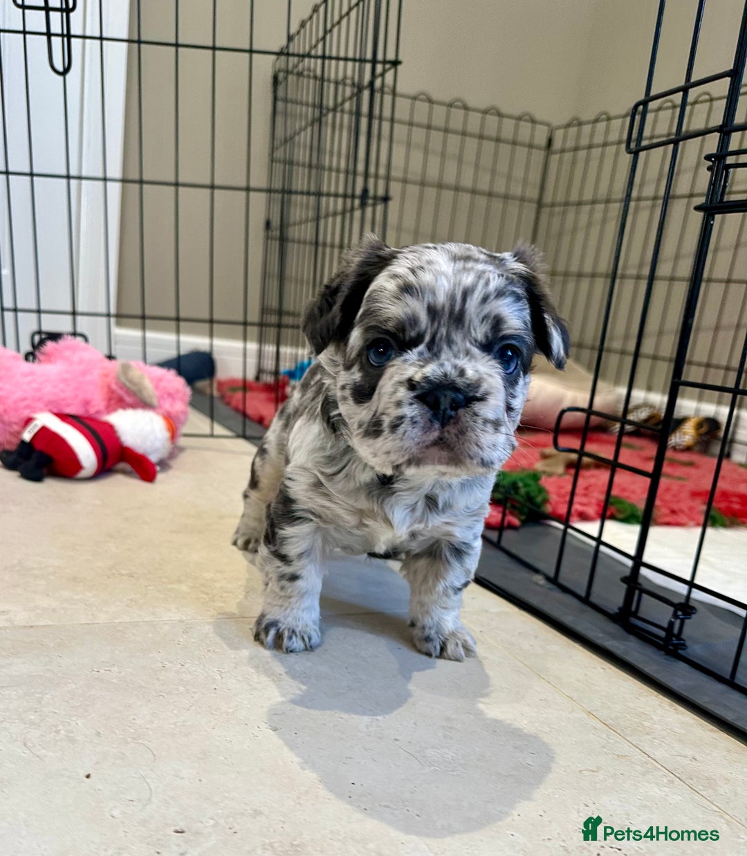 French Bulldog dogs for sale: Visual Fluffy French Bulldogs x 4 Male - Advert 32