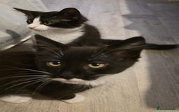 British Longhair cats for sale: 2 female kittens,nearly 4 months old - Image 8